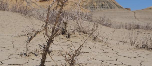 a close up of a desert area
