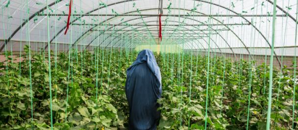 Woman in hijab walks through greenhouse